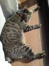 20070204_mami